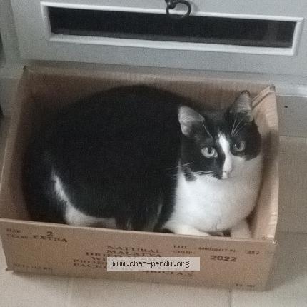 Photo 1/1 Joe Chat lost in Cherbourg en cotentin