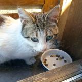 Picture of cat found at Tulle