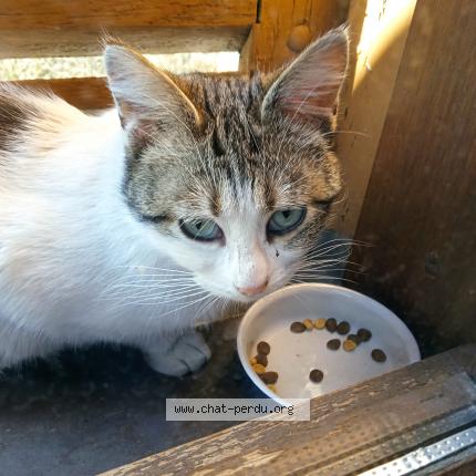 Photo 1/1 Found cat Found in Tulle