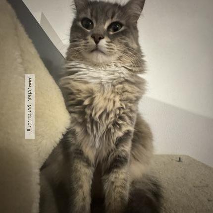 Photo 1/1 Bella Chat lost in Ambares et lagrave