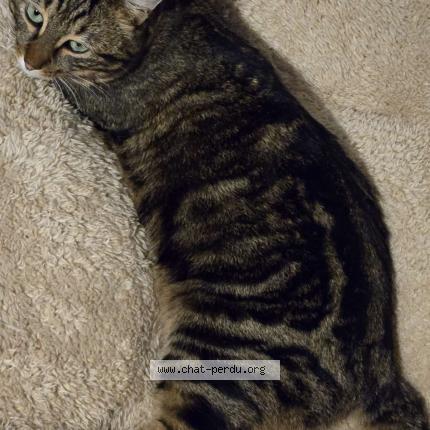 Photo 1/1 Upsy Chat lost in Challes les eaux