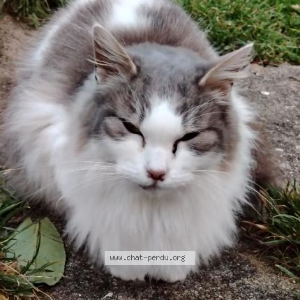 Photo 1/1 Mikette Chat lost in Castelnaudary