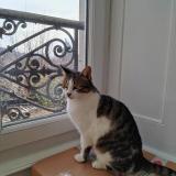 Picture of cat found at Le Puy En Velay