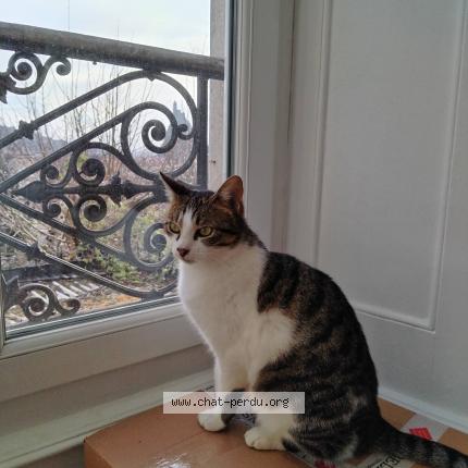 Photo 1/1 Found cat Found in Le puy en velay