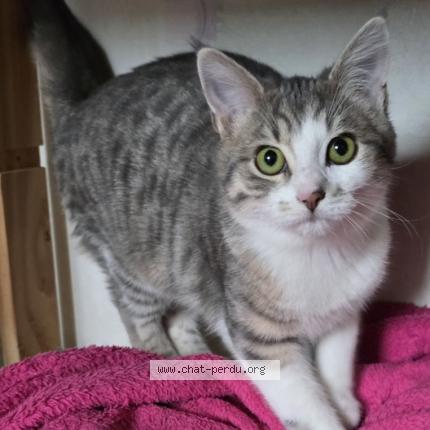 Photo 1/1 OHARA Chat lost in Equeurdreville