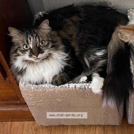 Photo 1/1 Nao Chat lost in Fontvieille