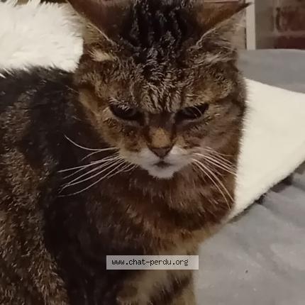 Photo 1/1 CREVETTE Chat lost in Givet