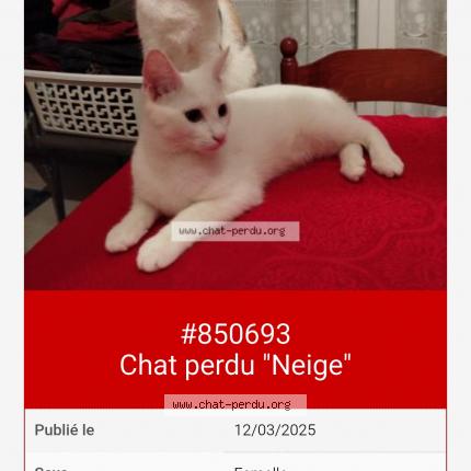 Photo 1/1 DES CASTORS Chat lost in Luce