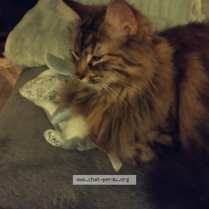 Photo 1/1 Sweety Chat lost in Villeveyrac