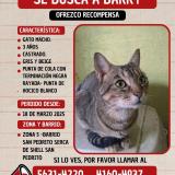 Picture of cat lost at Barrio San Pedrito