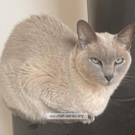 Photo 1/1 Cor&eacute; Chat lost in Les arcs