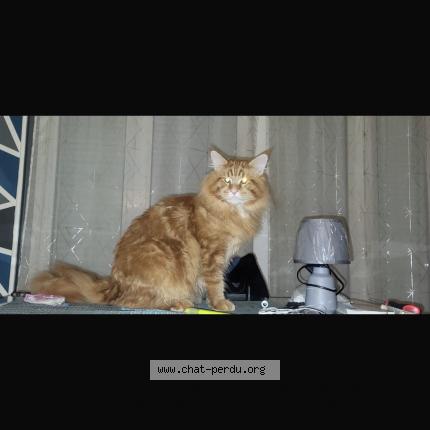 Photo 1/1 Pikatchu Chat lost in Herblay