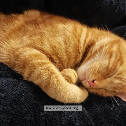 Photo 1/2 Ares Chat lost in Arles