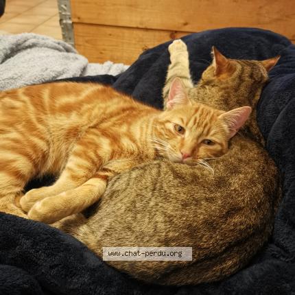 Photo 2/2 Ares Chat lost in Arles