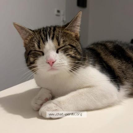 Photo 1/1 Milo Chat lost in Bethune