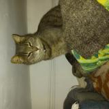 Picture of cat lost at Saint Pompain