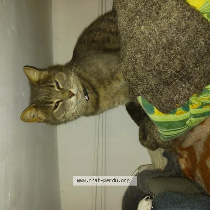 Photo 1/1 Lili Chat lost in Saint pompain