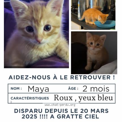 Photo 1/1 Maya Chat lost in Villeurbanne