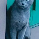 Picture of cat lost at Stains