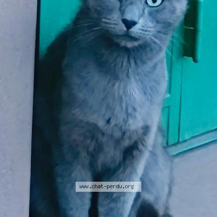 Photo 1/3 MICKY Chat lost in Stains