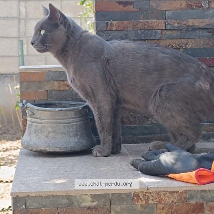 Photo 2/3 MICKY Chat lost in Stains