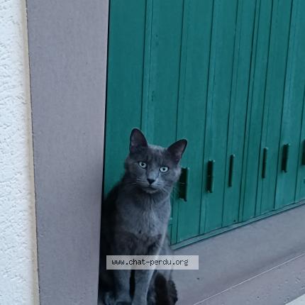 Photo 3/3 MICKY Chat lost in Stains