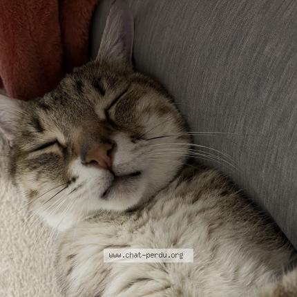 Photo 1/1 Tygrou Chat lost in Issy l eveque