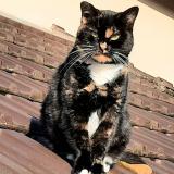 Picture of cat lost at Livry Gargan