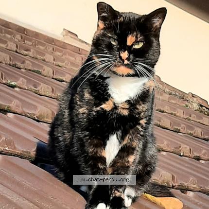 Photo 1/1 Cat reunited Lost in Livry gargan