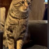 Picture of cat lost at Mulhouse