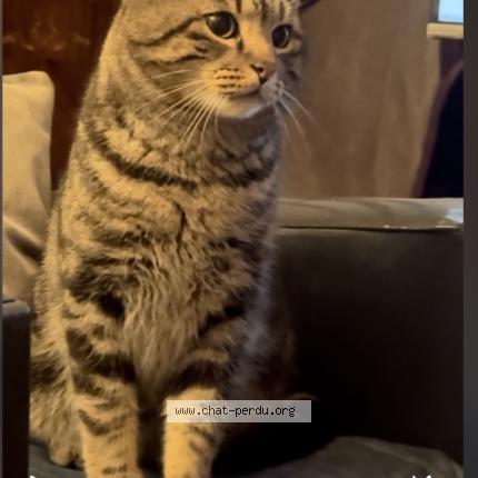 Photo 1/1 Jean-Claude BATTISTA Chat lost in Mulhouse