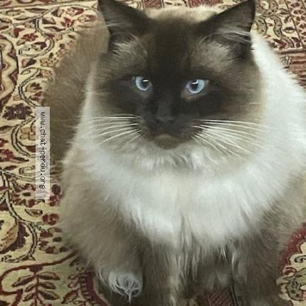 Photo 1/1 TYBER Chat lost in Arudy