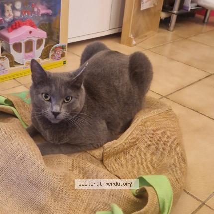 Photo 1/1 Luffy Chat lost in Hyeres