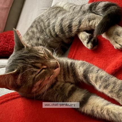 Photo 1/1 Isabelle Fassio Chat lost in St jean de vedas