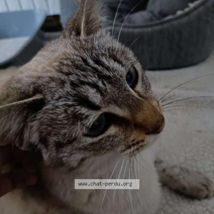 Photo 1/1 Found cat Found in Montpellier