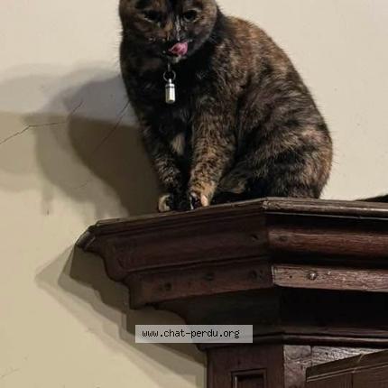 Foto 1/1 Kat teruggevonden Vermist in Loverval
