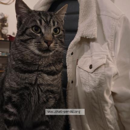Photo 1/1 Binjo Chat lost in Saint denis d orques