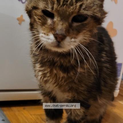 Foto einer gefundenen Katze in Epalinges