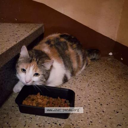 Photo 1/1 Found cat Found in Marseille