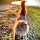 Picture of cat lost at Soings En Sologne