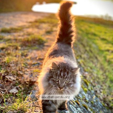 Photo 1/1 Maya Chat lost in Soings en sologne