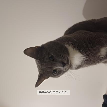 Photo 1/1 Michou Chat lost in Villeurbanne