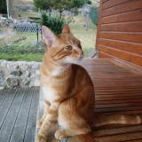 Picture of cat lost at La Bresse