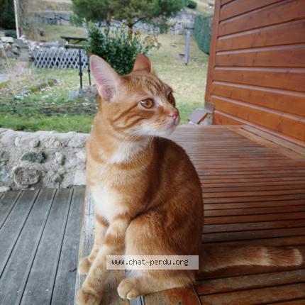 Photo 1/1 Cat reunited Lost in La bresse