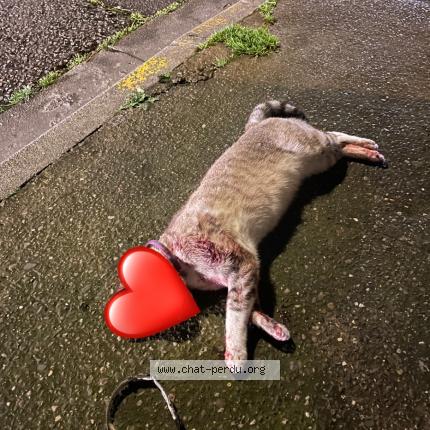 Photo 1/1 Found cat Found in Blagnac