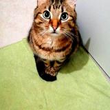 Picture of cat lost at Le Mans