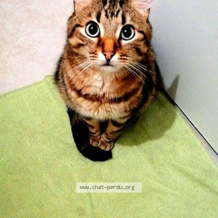 Photo 1/1 Yoshi Chat lost in Le mans