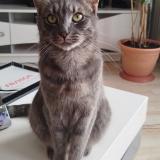 Picture of cat lost at Vitry Le Francois