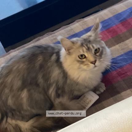 Photo 1/1 Simba Chat lost in Marseille