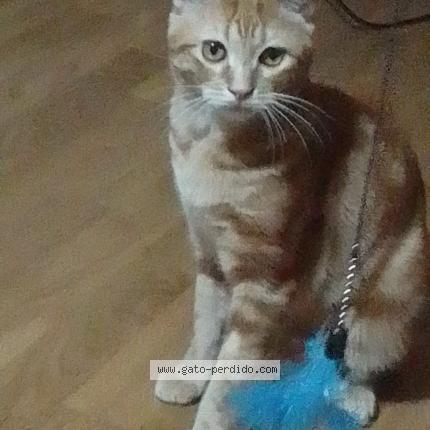 Photo 1/1 Misi Chat lost in Malaga